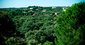 Zonas Verdes en Ciudalcampo